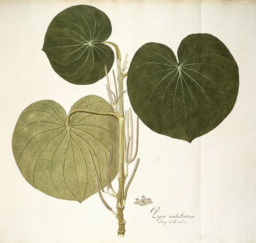Piper Umbellatum Wall Art by Nikolaus Joseph Freiherr von Jacquin - High-Resolution Digital Print
