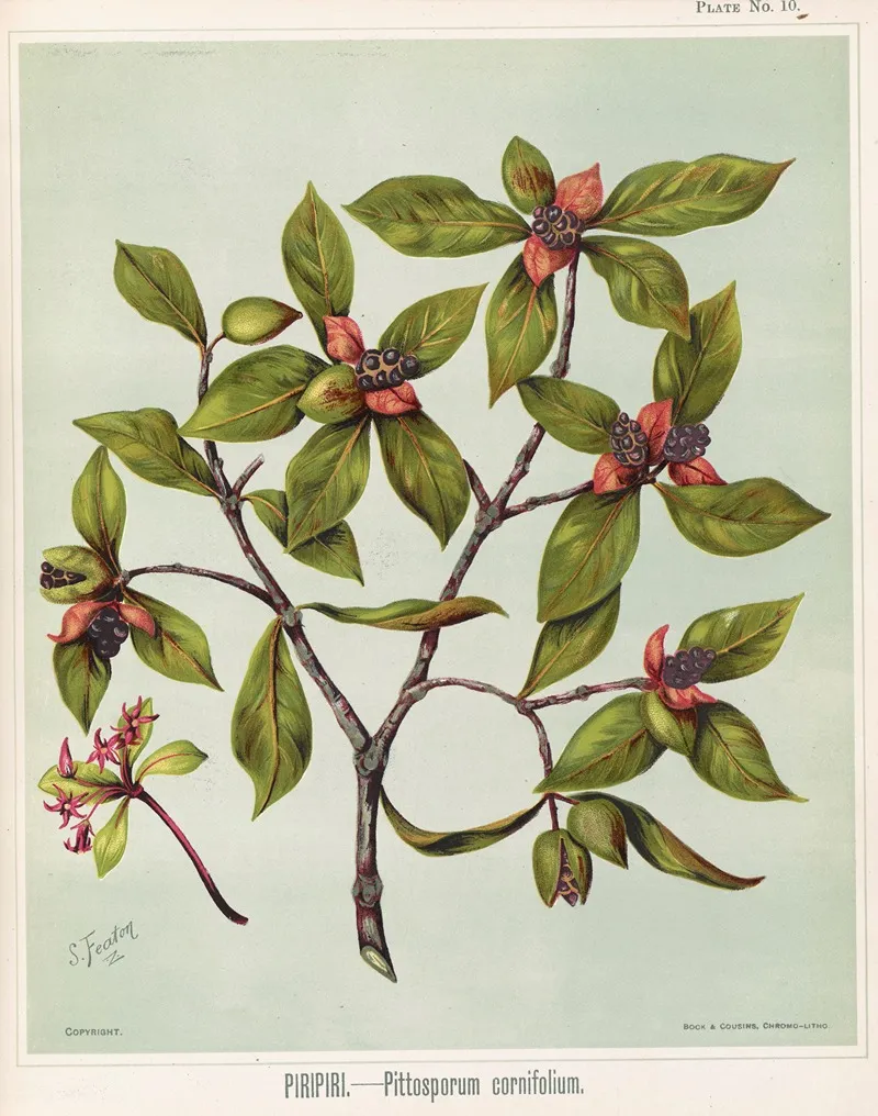 Piripiri Pittosporum Cornifolium Plate 10 Wall Art by Sarah Featon - High-Resolution Digital Print
