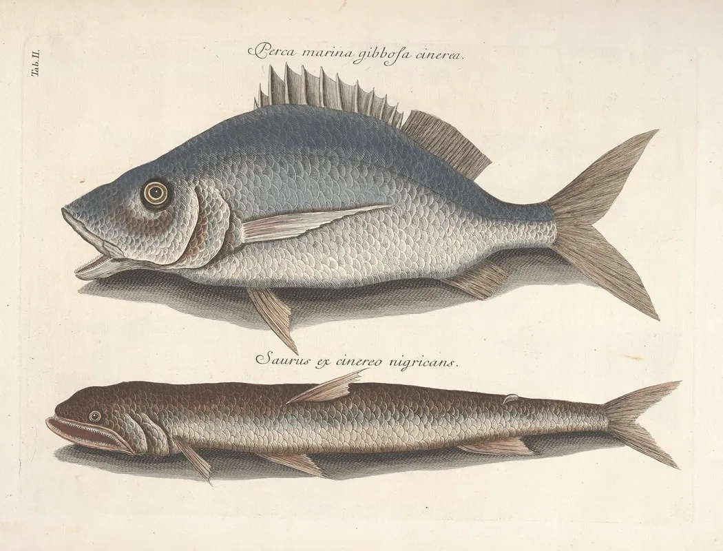 Piscium Serpentum Insectorum Aliorumque Nonnullorum Animalum Nec Non Plantarum Quarundam Imagines Pl 002 Wall Art by Mark Catesby - High-Resolution Digital Print