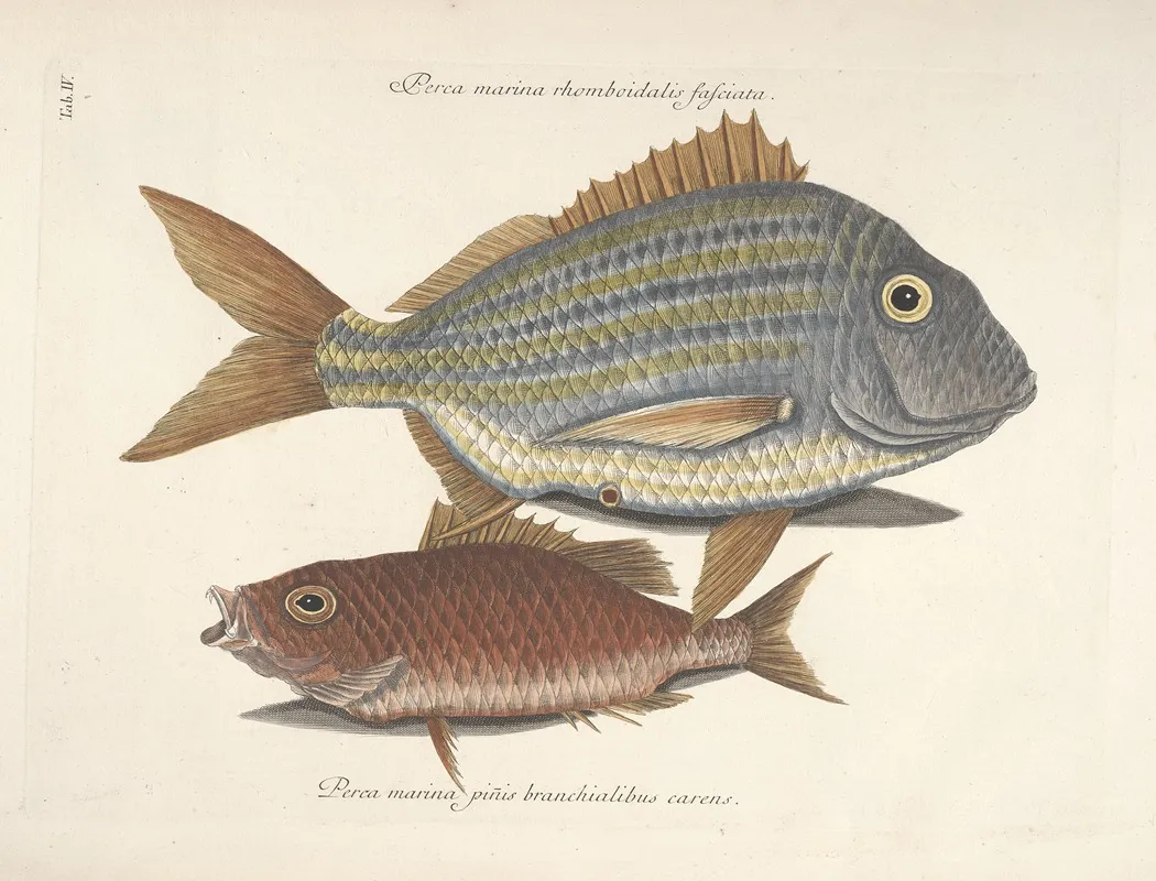 Piscium Serpentum Insectorum Aliorumque Nonnullorum Animalum Nec Non Plantarum Quarundam Imagines Pl 004 Wall Art by Mark Catesby - High-Resolution Digital Print