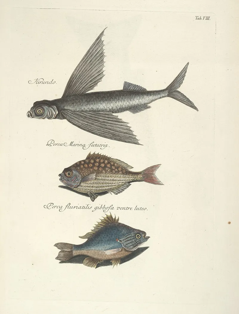 Piscium Serpentum Insectorum Aliorumque Nonnullorum Animalum Nec Non Plantarum Quarundam Imagines Pl 008 Wall Art by Mark Catesby - High-Resolution Digital Print