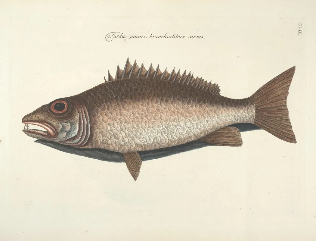 Piscium Serpentum Insectorum Aliorumque Nonnullorum Animalum Nec Non Plantarum Quarundam Imagines Pl 009 Wall Art by Mark Catesby - High-Resolution Digital Print