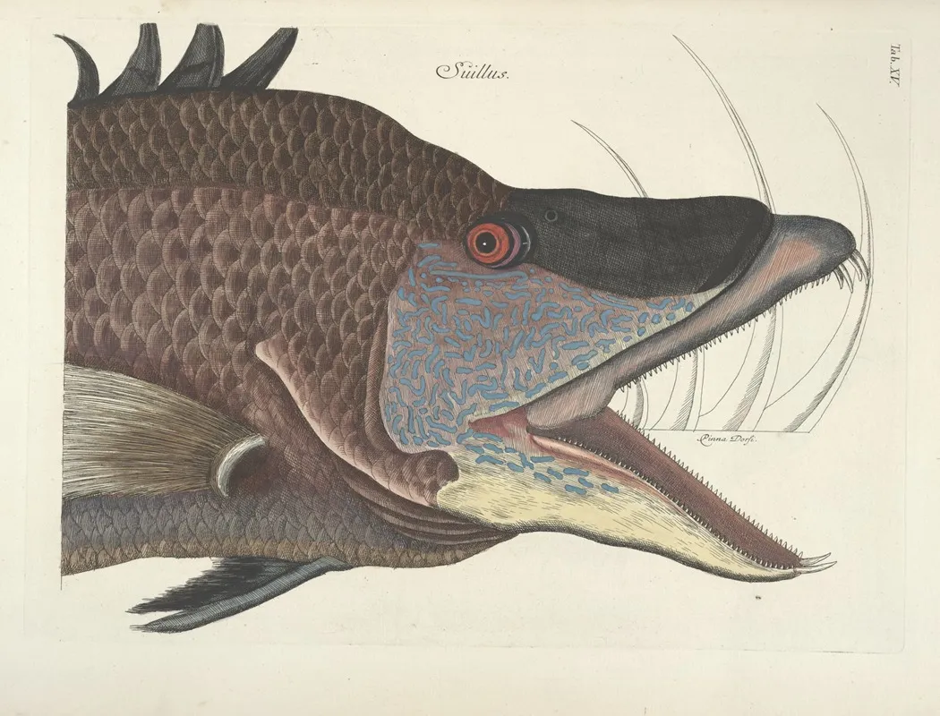 Piscium Serpentum Insectorum Aliorumque Nonnullorum Animalum Nec Non Plantarum Quarundam Imagines Pl 015 Wall Art by Mark Catesby - High-Resolution Digital Print