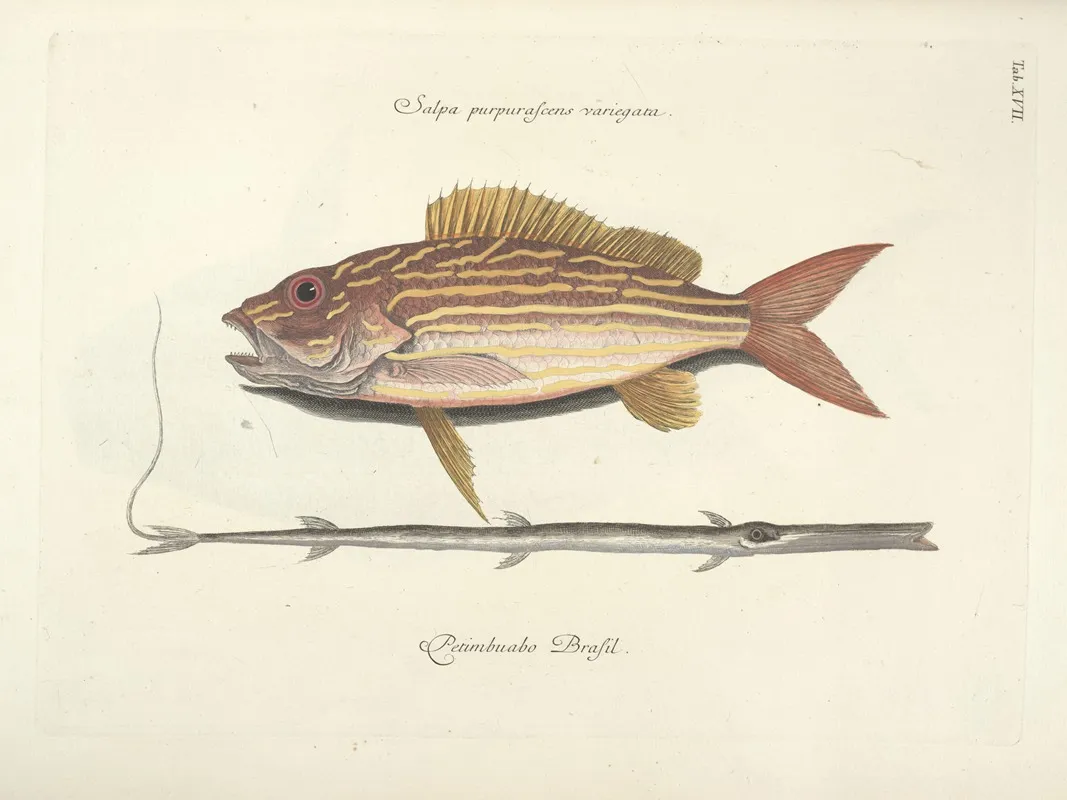 Piscium Serpentum Insectorum Aliorumque Nonnullorum Animalum Nec Non Plantarum Quarundam Imagines Pl 017 Wall Art by Mark Catesby - High-Resolution Digital Print