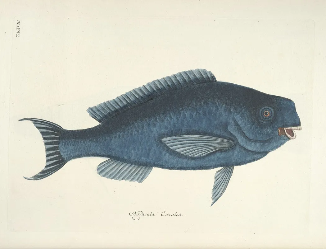 Piscium Serpentum Insectorum Aliorumque Nonnullorum Animalum Nec Non Plantarum Quarundam Imagines Pl 018 Wall Art by Mark Catesby - High-Resolution Digital Print