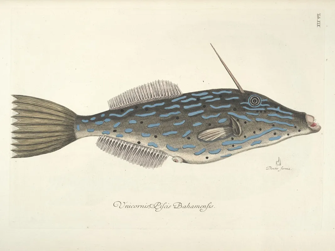 Piscium Serpentum Insectorum Aliorumque Nonnullorum Animalum Nec Non Plantarum Quarundam Imagines Pl 019 Wall Art by Mark Catesby - High-Resolution Digital Print