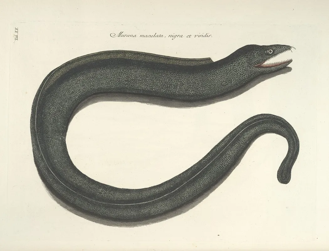 Piscium Serpentum Insectorum Aliorumque Nonnullorum Animalum Nec Non Plantarum Quarundam Imagines Pl 020 Wall Art by Mark Catesby - High-Resolution Digital Print