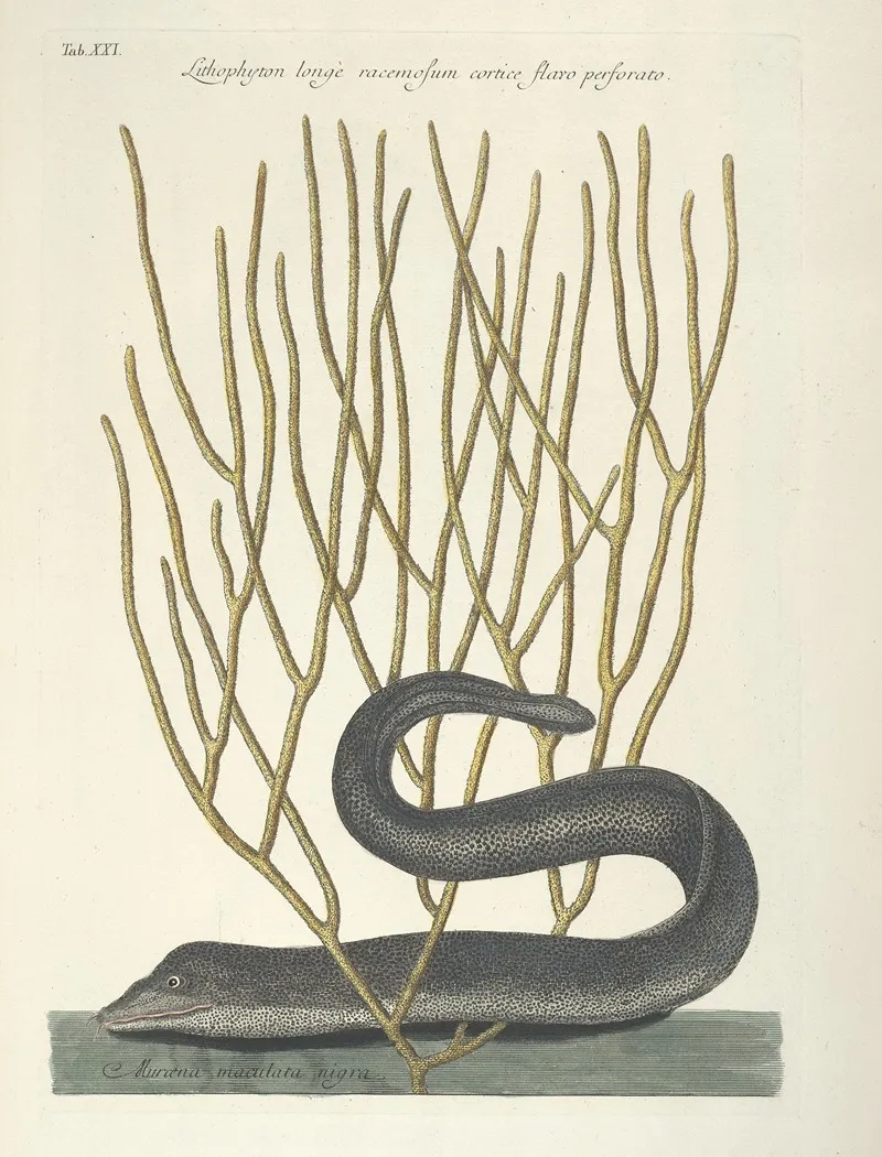 Piscium Serpentum Insectorum Aliorumque Nonnullorum Animalum Nec Non Plantarum Quarundam Imagines Pl 021 Wall Art by Mark Catesby - High-Resolution Digital Print