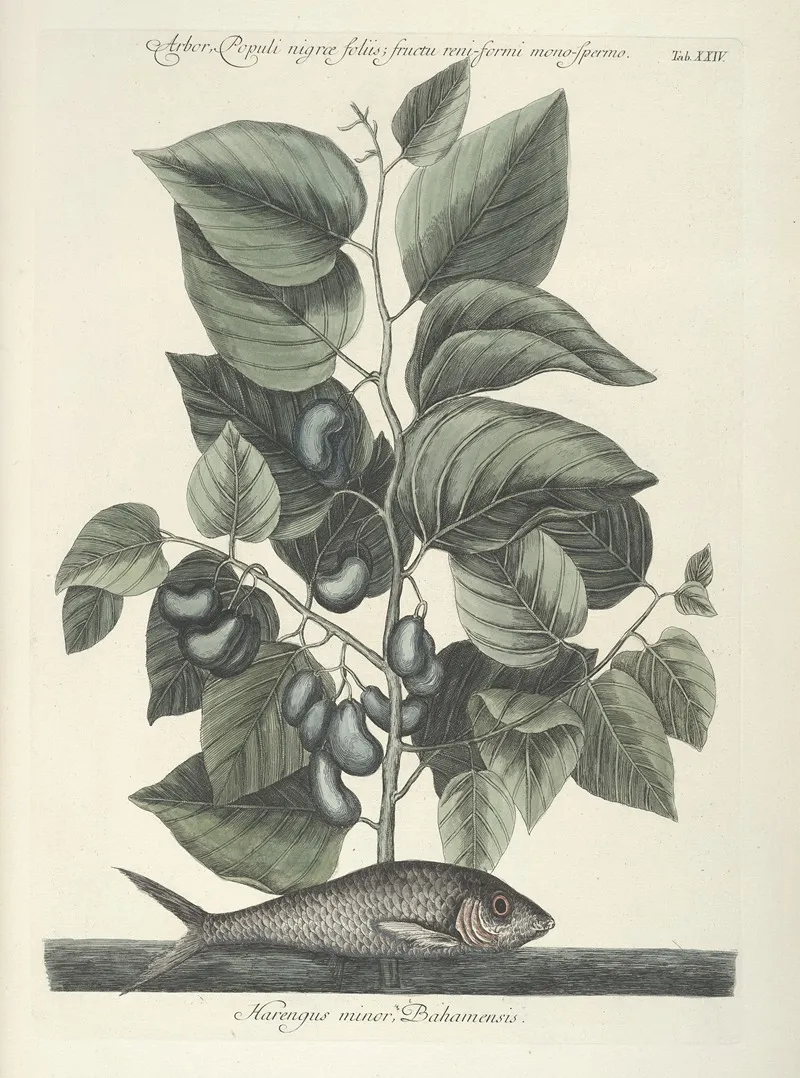 Piscium Serpentum Insectorum Aliorumque Nonnullorum Animalum Nec Non Plantarum Quarundam Imagines Pl 024 Wall Art by Mark Catesby - High-Resolution Digital Print