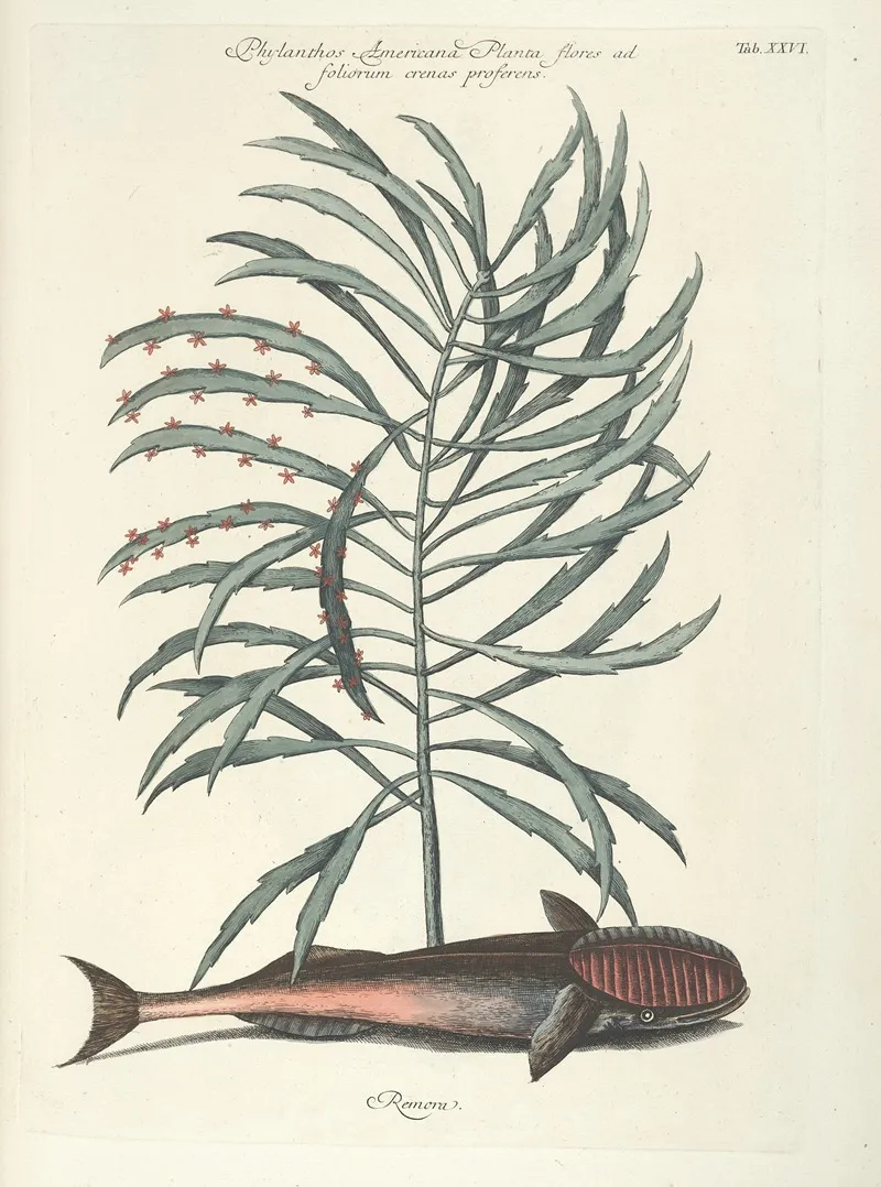 Piscium Serpentum Insectorum Aliorumque Nonnullorum Animalum Nec Non Plantarum Quarundam Imagines Pl 026 Wall Art by Mark Catesby - High-Resolution Digital Print