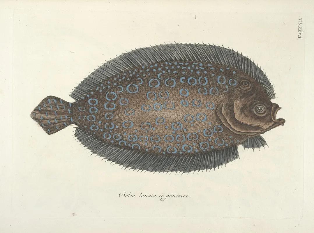 Piscium Serpentum Insectorum Aliorumque Nonnullorum Animalum Nec Non Plantarum Quarundam Imagines Pl 027 Wall Art by Mark Catesby - High-Resolution Digital Print