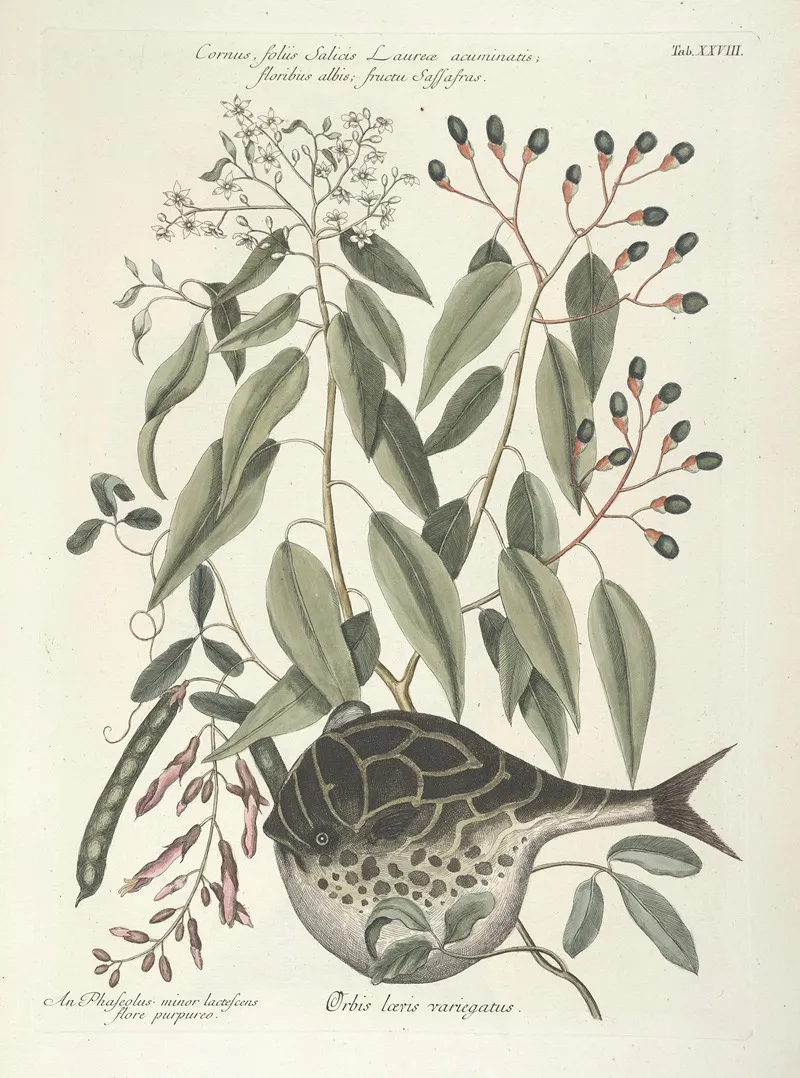 Piscium Serpentum Insectorum Aliorumque Nonnullorum Animalum Nec Non Plantarum Quarundam Imagines Pl 028 Wall Art by Mark Catesby - High-Resolution Digital Print