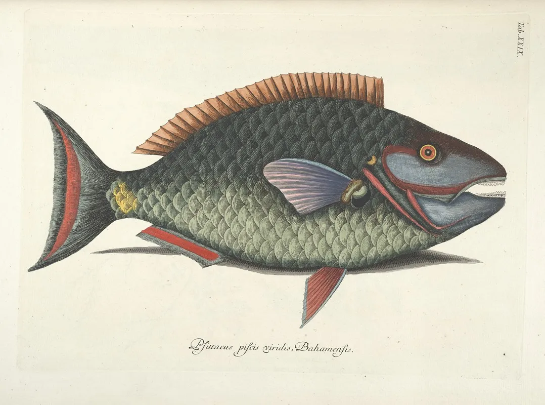 Piscium Serpentum Insectorum Aliorumque Nonnullorum Animalum Nec Non Plantarum Quarundam Imagines Pl 029 Wall Art by Mark Catesby - High-Resolution Digital Print