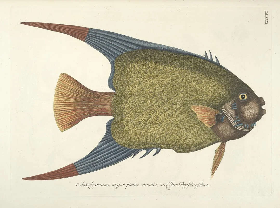 Piscium Serpentum Insectorum Aliorumque Nonnullorum Animalum Nec Non Plantarum Quarundam Imagines Pl 031 Wall Art by Mark Catesby - High-Resolution Digital Print