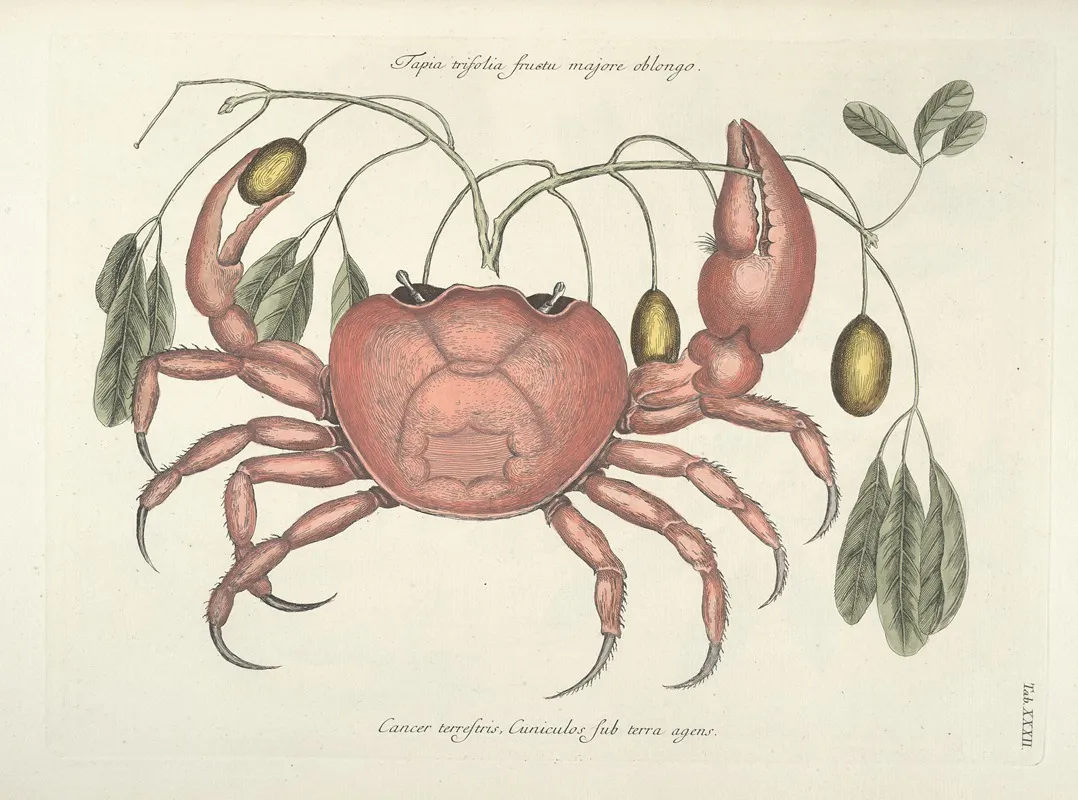 Piscium Serpentum Insectorum Aliorumque Nonnullorum Animalum Nec Non Plantarum Quarundam Imagines Pl 032 Wall Art by Mark Catesby - High-Resolution Digital Print