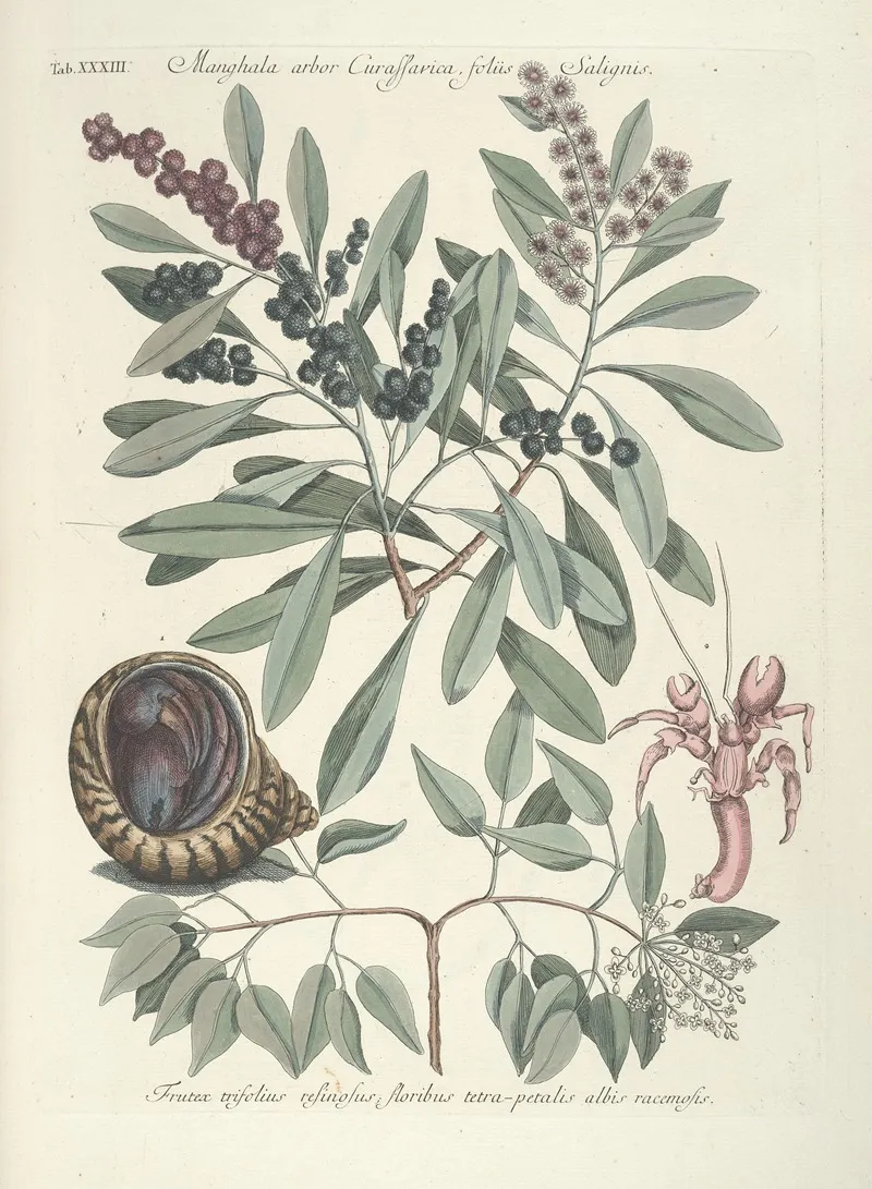 Piscium Serpentum Insectorum Aliorumque Nonnullorum Animalum Nec Non Plantarum Quarundam Imagines Pl 033 Wall Art by Mark Catesby - High-Resolution Digital Print