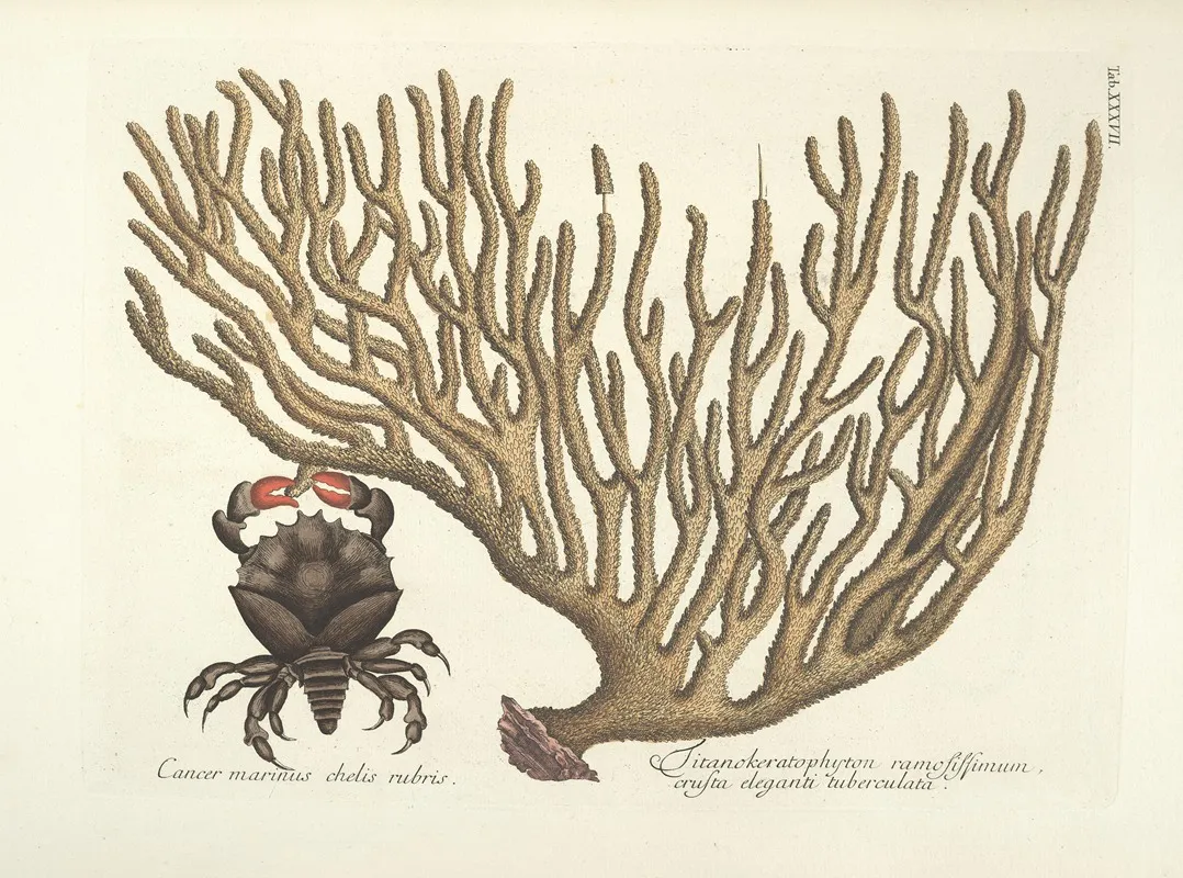 Piscium Serpentum Insectorum Aliorumque Nonnullorum Animalum Nec Non Plantarum Quarundam Imagines Pl 037 Wall Art by Mark Catesby - High-Resolution Digital Print