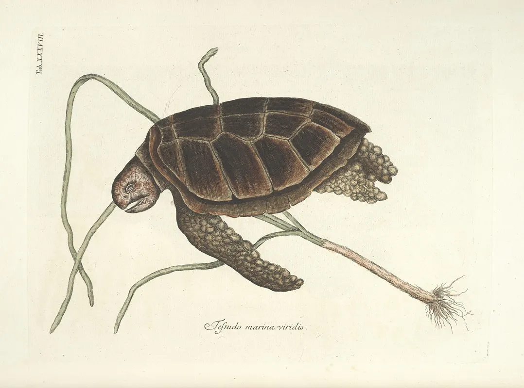 Piscium Serpentum Insectorum Aliorumque Nonnullorum Animalum Nec Non Plantarum Quarundam Imagines Pl 038 Wall Art by Mark Catesby - High-Resolution Digital Print