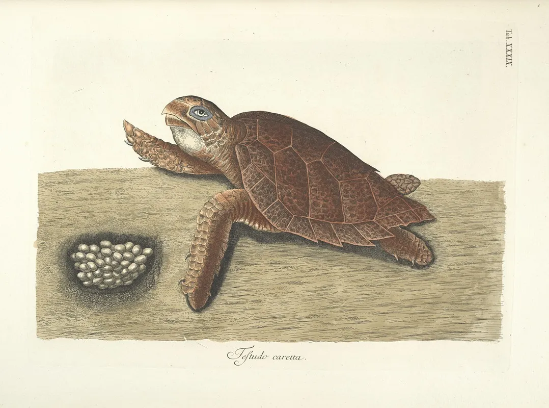 Piscium Serpentum Insectorum Aliorumque Nonnullorum Animalum Nec Non Plantarum Quarundam Imagines Pl 039 Wall Art by Mark Catesby - High-Resolution Digital Print