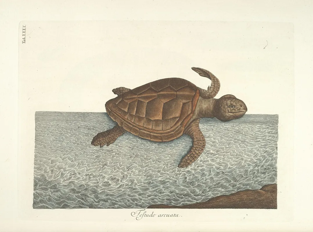 Piscium Serpentum Insectorum Aliorumque Nonnullorum Animalum Nec Non Plantarum Quarundam Imagines Pl 040 Wall Art by Mark Catesby - High-Resolution Digital Print
