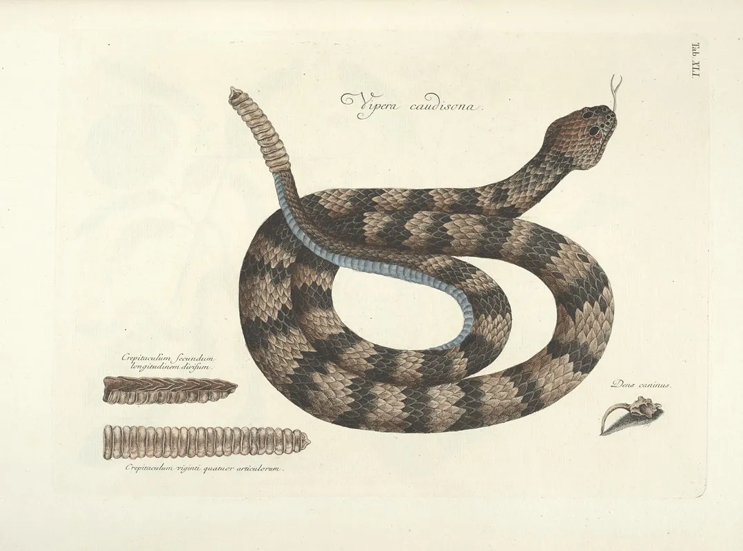 Piscium Serpentum Insectorum Aliorumque Nonnullorum Animalum Nec Non Plantarum Quarundam Imagines Pl 041 Wall Art by Mark Catesby - High-Resolution Digital Print
