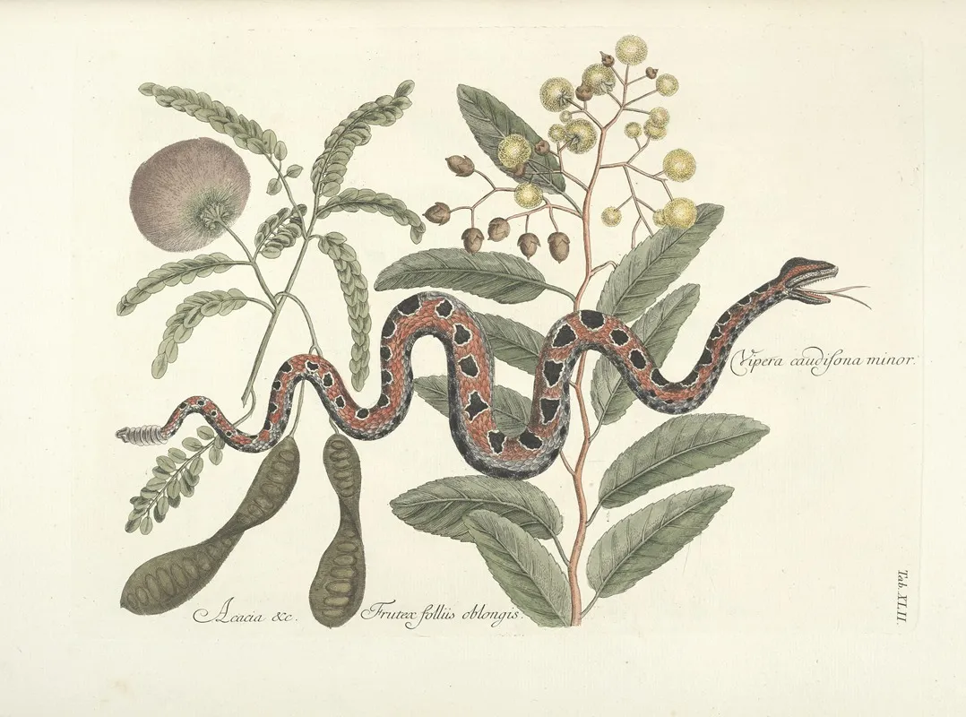 Piscium Serpentum Insectorum Aliorumque Nonnullorum Animalum Nec Non Plantarum Quarundam Imagines Pl 042 Wall Art by Mark Catesby - High-Resolution Digital Print