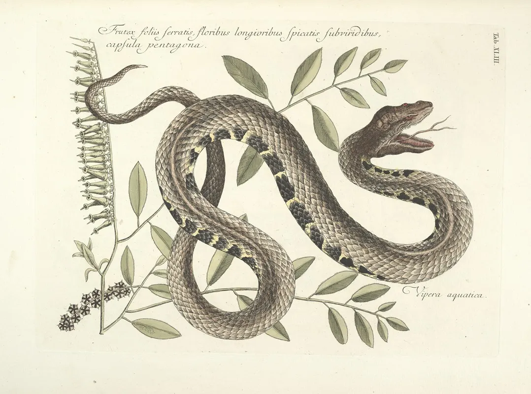 Piscium Serpentum Insectorum Aliorumque Nonnullorum Animalum Nec Non Plantarum Quarundam Imagines Pl 043 Wall Art by Mark Catesby - High-Resolution Digital Print