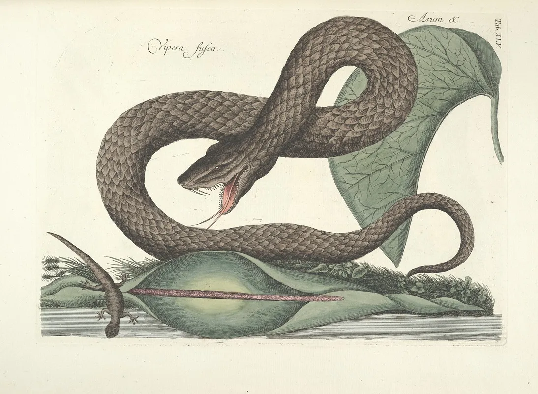 Piscium Serpentum Insectorum Aliorumque Nonnullorum Animalum Nec Non Plantarum Quarundam Imagines Pl 045 Wall Art by Mark Catesby - High-Resolution Digital Print