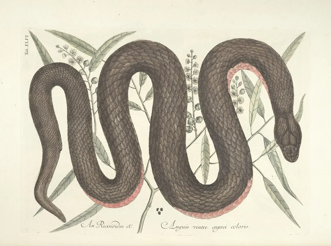 Piscium Serpentum Insectorum Aliorumque Nonnullorum Animalum Nec Non Plantarum Quarundam Imagines Pl 046 Wall Art by Mark Catesby - High-Resolution Digital Print