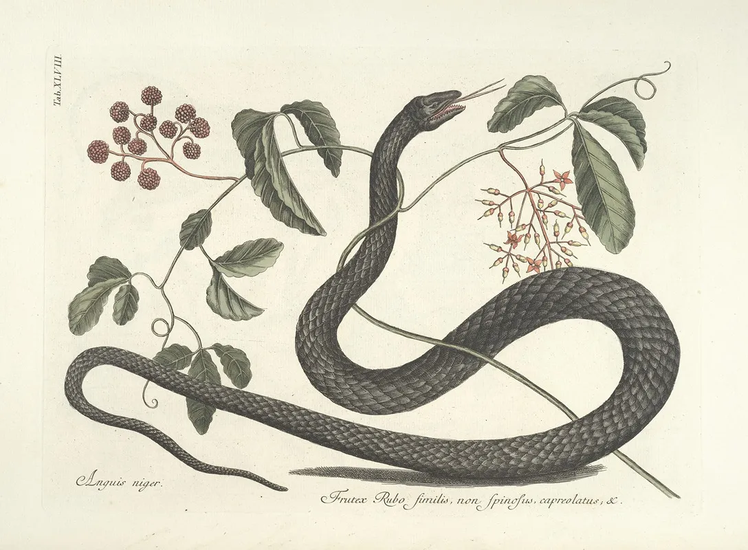 Piscium Serpentum Insectorum Aliorumque Nonnullorum Animalum Nec Non Plantarum Quarundam Imagines Pl 048 Wall Art by Mark Catesby - High-Resolution Digital Print