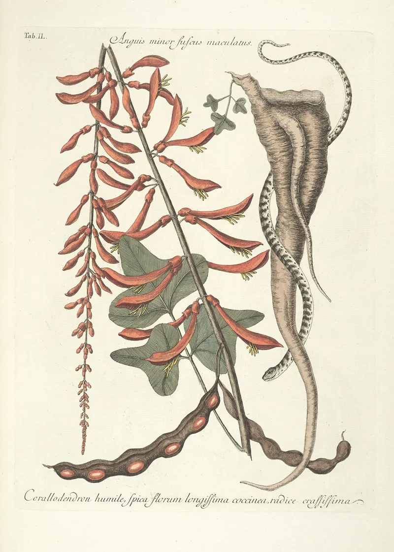 Piscium Serpentum Insectorum Aliorumque Nonnullorum Animalum Nec Non Plantarum Quarundam Imagines Pl 049 Wall Art by Mark Catesby - High-Resolution Digital Print