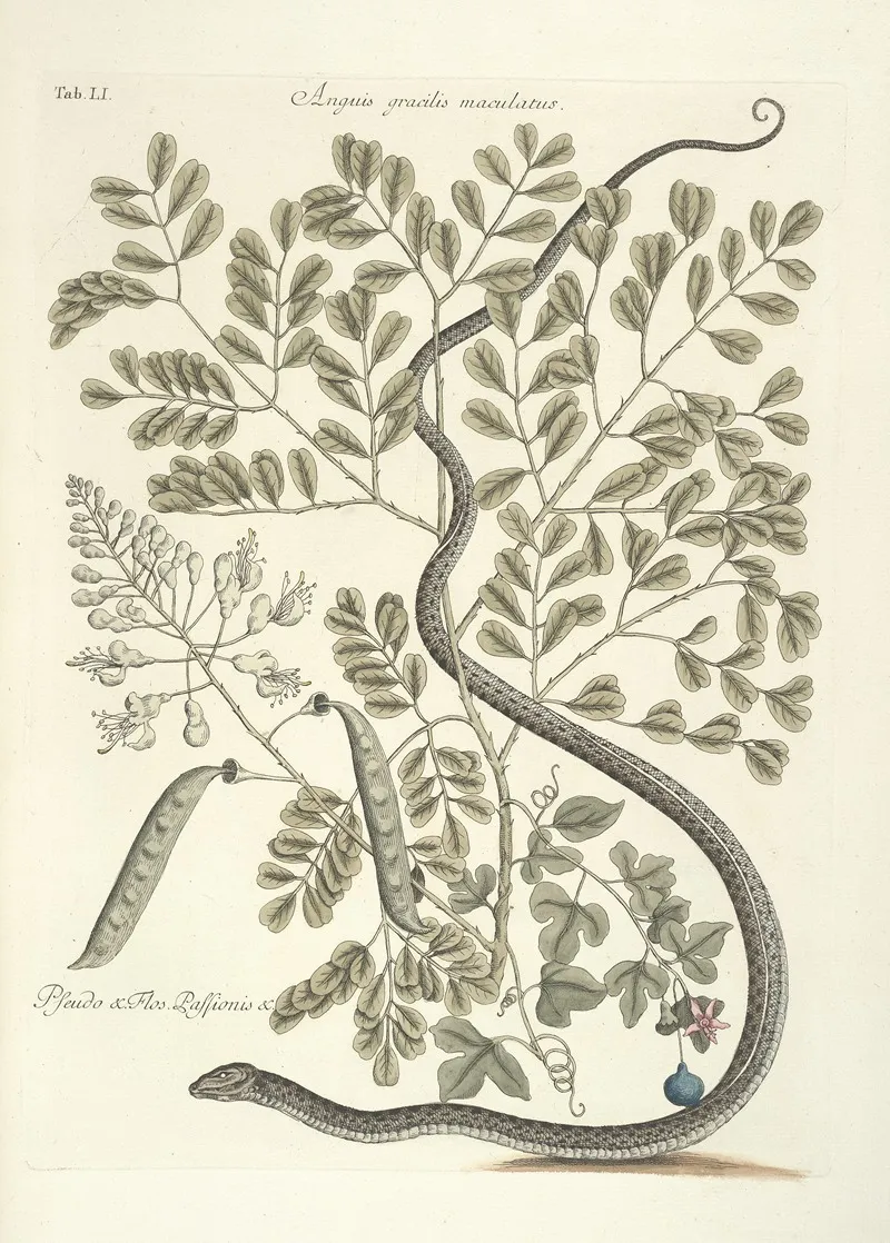 Piscium Serpentum Insectorum Aliorumque Nonnullorum Animalum Nec Non Plantarum Quarundam Imagines Pl 051 Wall Art by Mark Catesby - High-Resolution Digital Print