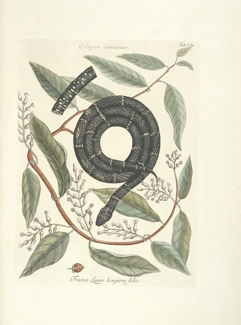 Piscium Serpentum Insectorum Aliorumque Nonnullorum Animalum Nec Non Plantarum Quarundam Imagines Pl 052 Wall Art by Mark Catesby - High-Resolution Digital Print