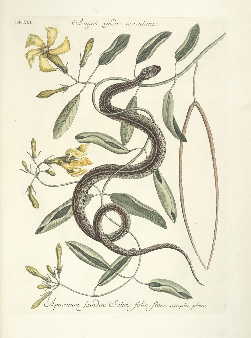Piscium Serpentum Insectorum Aliorumque Nonnullorum Animalum Nec Non Plantarum Quarundam Imagines Pl 053 Wall Art by Mark Catesby - High-Resolution Digital Print