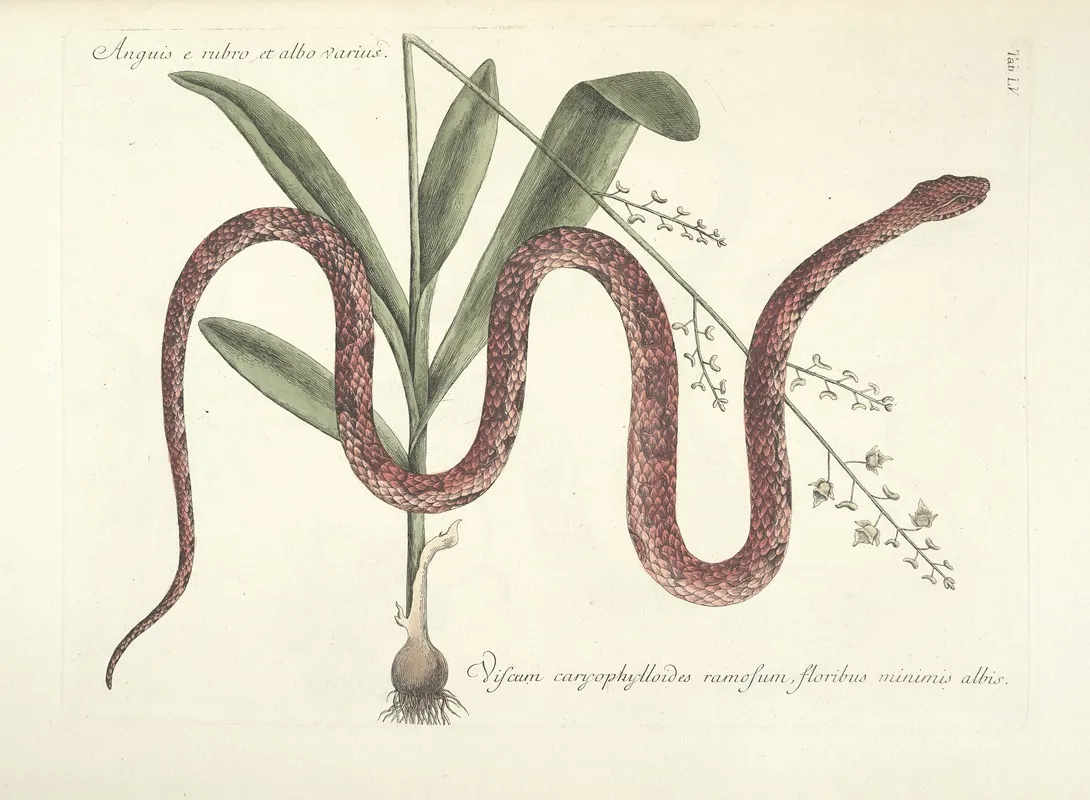 Piscium Serpentum Insectorum Aliorumque Nonnullorum Animalum Nec Non Plantarum Quarundam Imagines Pl 055 Wall Art by Mark Catesby - High-Resolution Digital Print