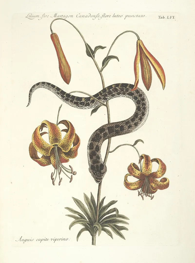 Piscium Serpentum Insectorum Aliorumque Nonnullorum Animalum Nec Non Plantarum Quarundam Imagines Pl 056 Wall Art by Mark Catesby - High-Resolution Digital Print