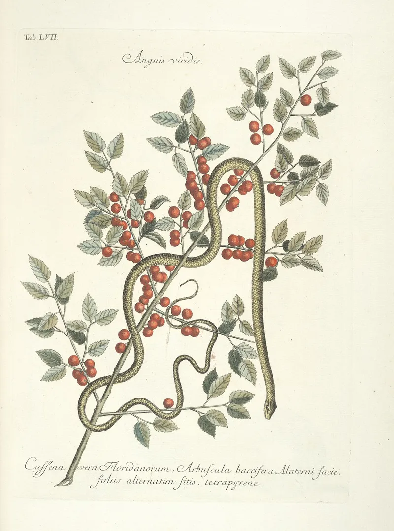 Piscium Serpentum Insectorum Aliorumque Nonnullorum Animalum Nec Non Plantarum Quarundam Imagines Pl 057 Wall Art by Mark Catesby - High-Resolution Digital Print