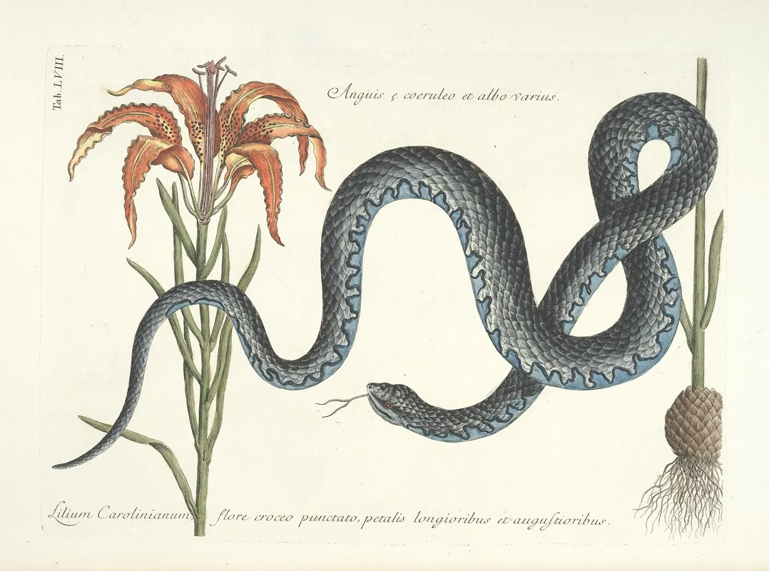 Piscium Serpentum Insectorum Aliorumque Nonnullorum Animalum Nec Non Plantarum Quarundam Imagines Pl 058 Wall Art by Mark Catesby - High-Resolution Digital Print
