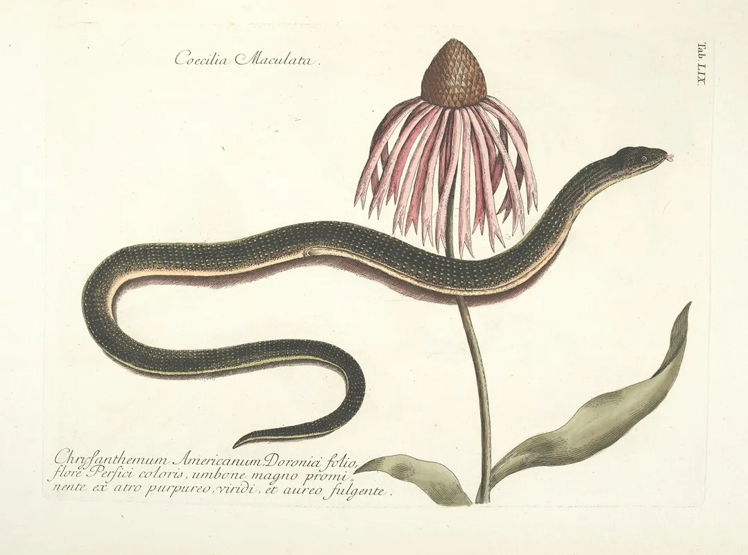 Piscium Serpentum Insectorum Aliorumque Nonnullorum Animalum Nec Non Plantarum Quarundam Imagines Pl 059 Wall Art by Mark Catesby - High-Resolution Digital Print