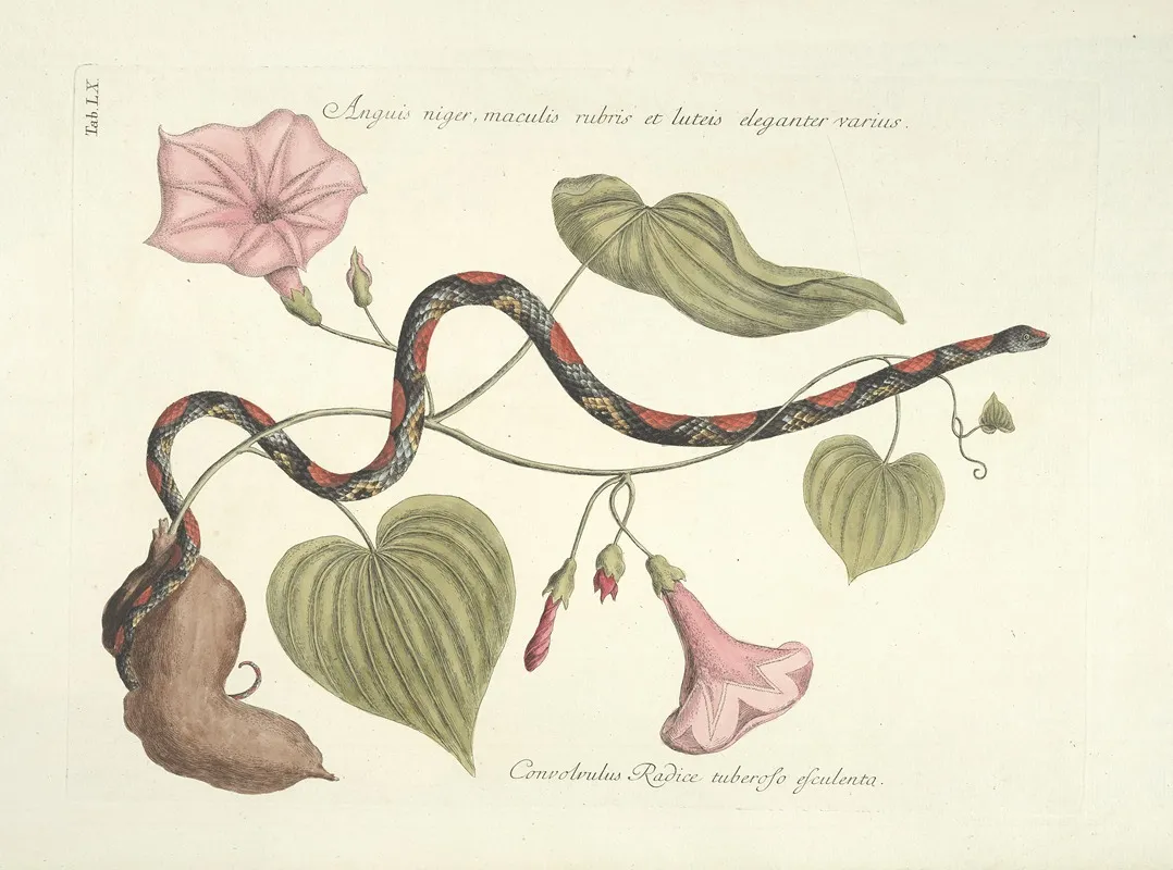 Piscium Serpentum Insectorum Aliorumque Nonnullorum Animalum Nec Non Plantarum Quarundam Imagines Pl 060 Wall Art by Mark Catesby - High-Resolution Digital Print