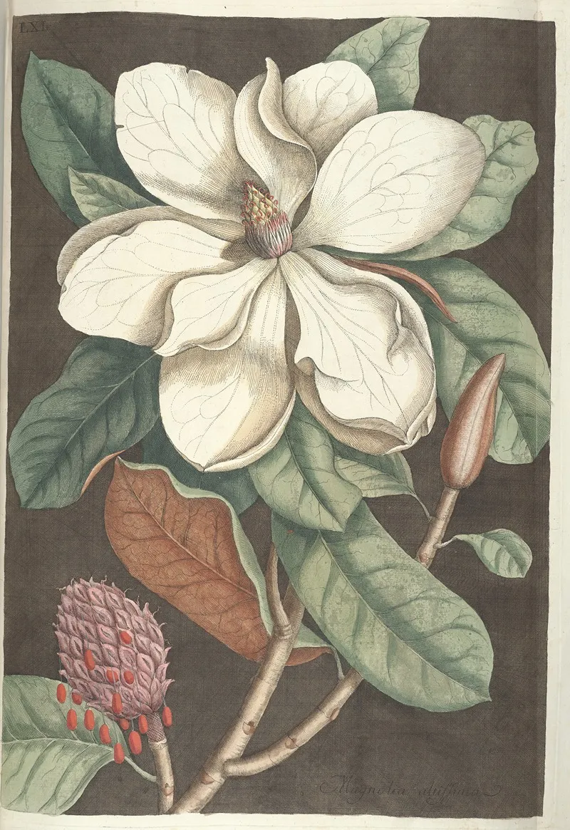 Piscium Serpentum Insectorum Aliorumque Nonnullorum Animalum Nec Non Plantarum Quarundam Imagines Pl 061 Wall Art by Mark Catesby - High-Resolution Digital Print