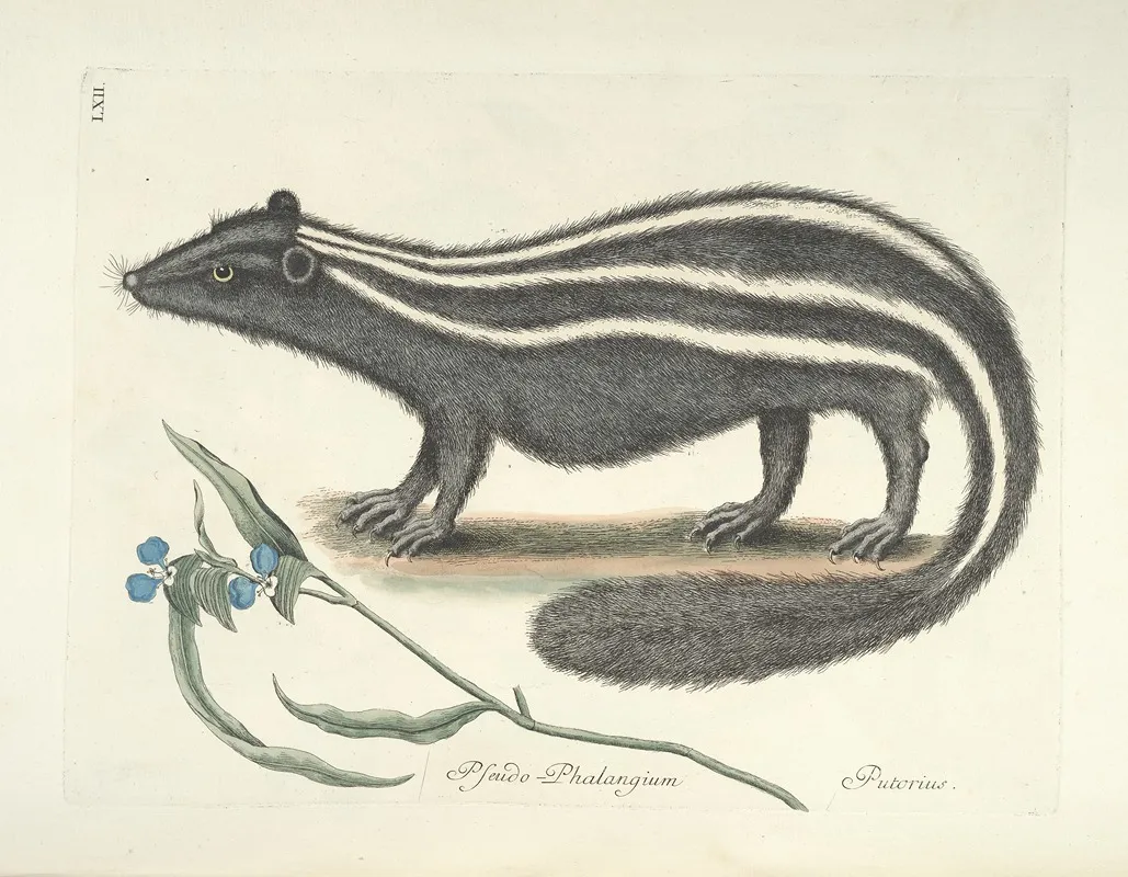 Piscium Serpentum Insectorum Aliorumque Nonnullorum Animalum Nec Non Plantarum Quarundam Imagines Pl 062 Wall Art by Mark Catesby - High-Resolution Digital Print