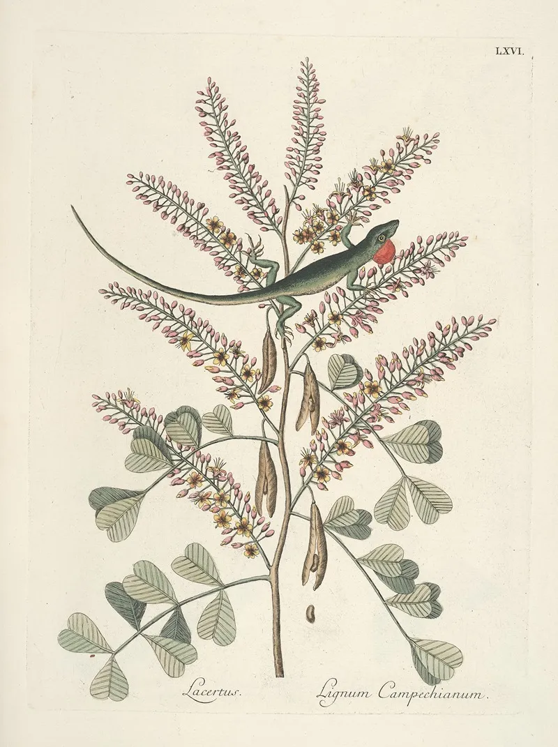 Piscium Serpentum Insectorum Aliorumque Nonnullorum Animalum Nec Non Plantarum Quarundam Imagines Pl 066 Wall Art by Mark Catesby - High-Resolution Digital Print