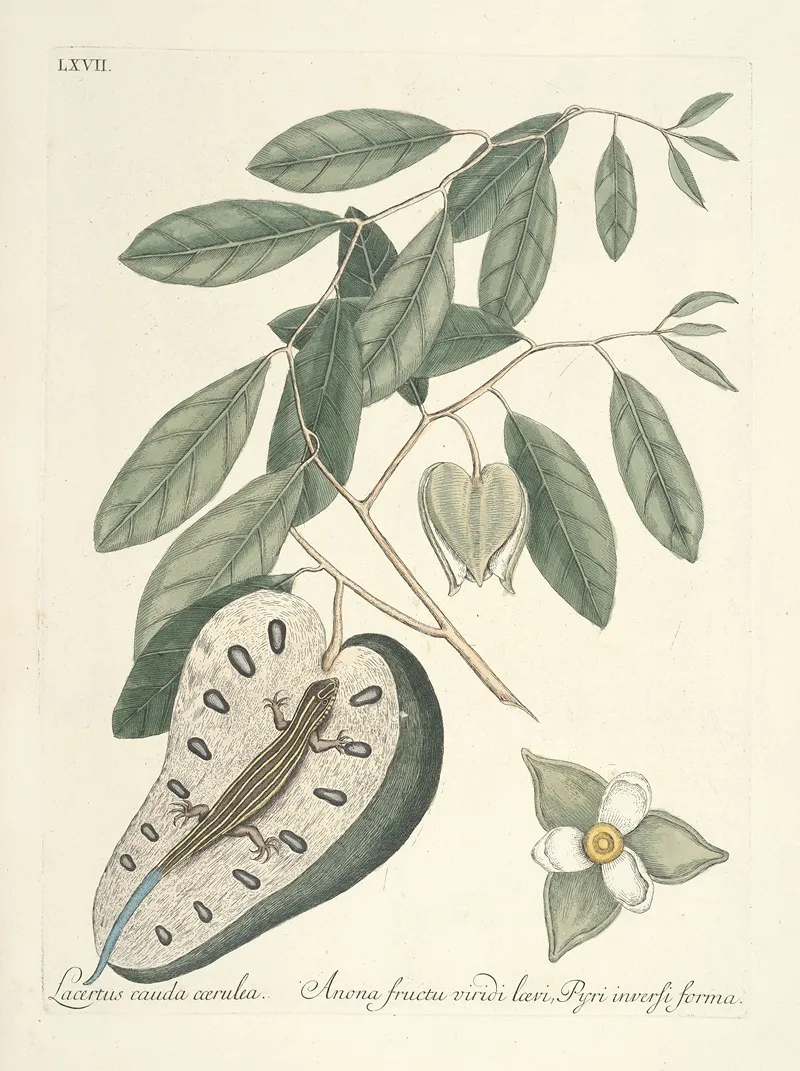 Piscium Serpentum Insectorum Aliorumque Nonnullorum Animalum Nec Non Plantarum Quarundam Imagines Pl 067 Wall Art by Mark Catesby - High-Resolution Digital Print