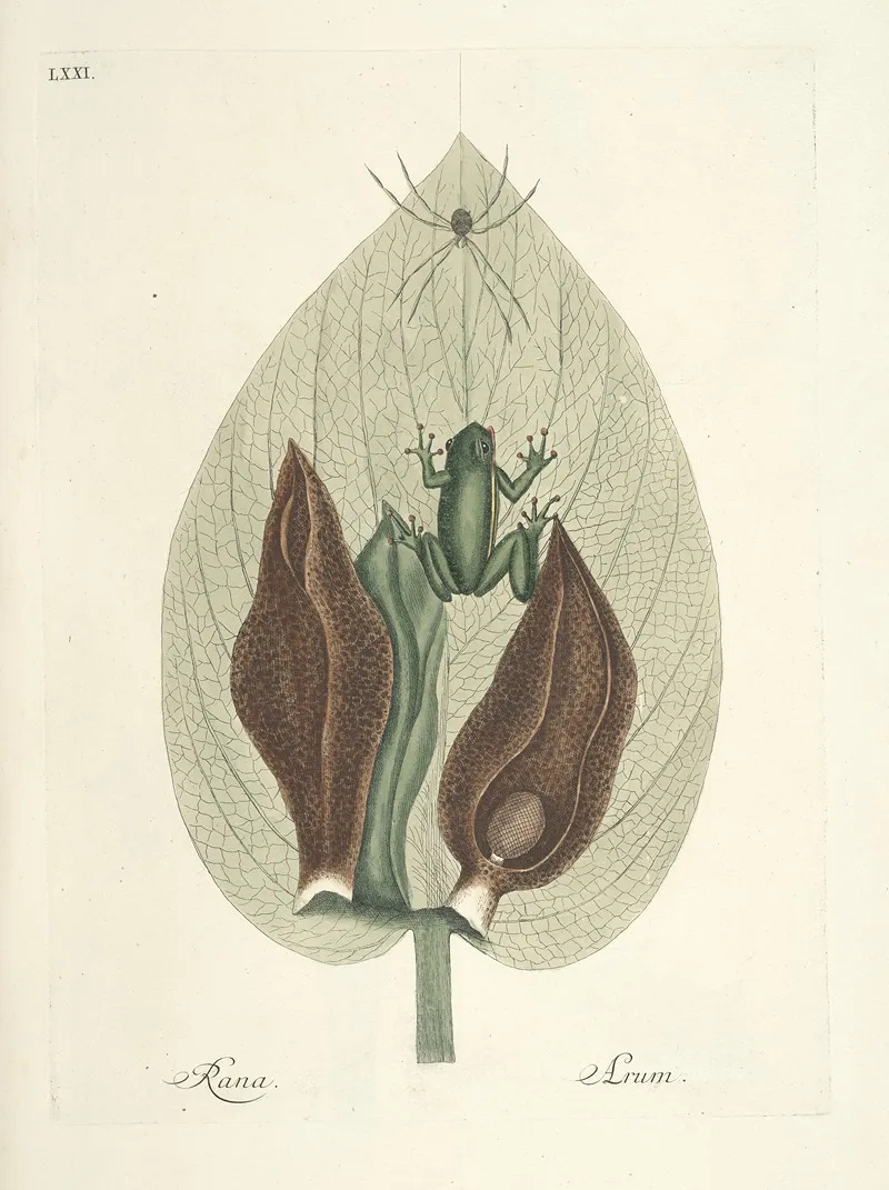 Piscium Serpentum Insectorum Aliorumque Nonnullorum Animalum Nec Non Plantarum Quarundam Imagines Pl 071 Wall Art by Mark Catesby - High-Resolution Digital Print