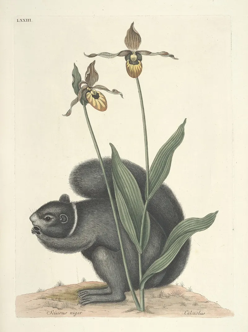 Piscium Serpentum Insectorum Aliorumque Nonnullorum Animalum Nec Non Plantarum Quarundam Imagines Pl 073 Wall Art by Mark Catesby - High-Resolution Digital Print