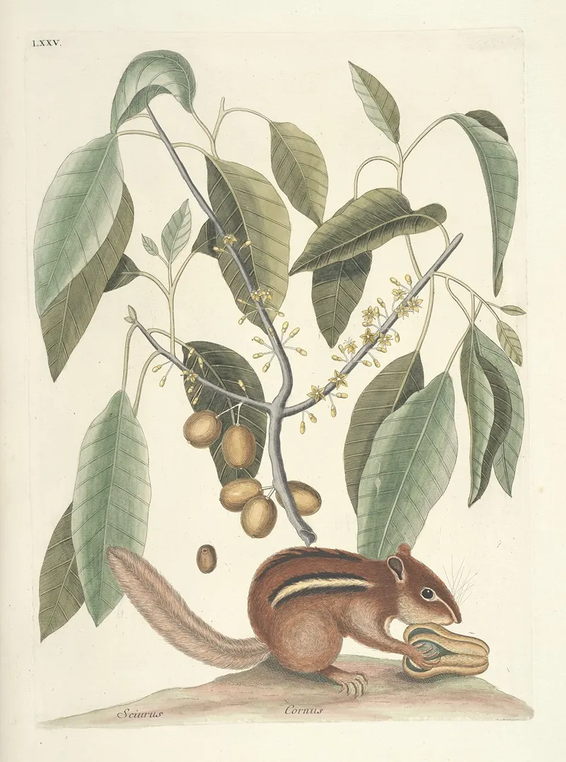 Piscium Serpentum Insectorum Aliorumque Nonnullorum Animalum Nec Non Plantarum Quarundam Imagines Pl 075 Wall Art by Mark Catesby - High-Resolution Digital Print