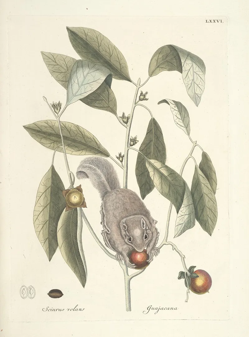 Piscium Serpentum Insectorum Aliorumque Nonnullorum Animalum Nec Non Plantarum Quarundam Imagines Pl 076 Wall Art by Mark Catesby - High-Resolution Digital Print