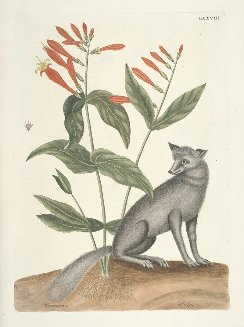 Piscium Serpentum Insectorum Aliorumque Nonnullorum Animalum Nec Non Plantarum Quarundam Imagines Pl 078 Wall Art by Mark Catesby - High-Resolution Digital Print