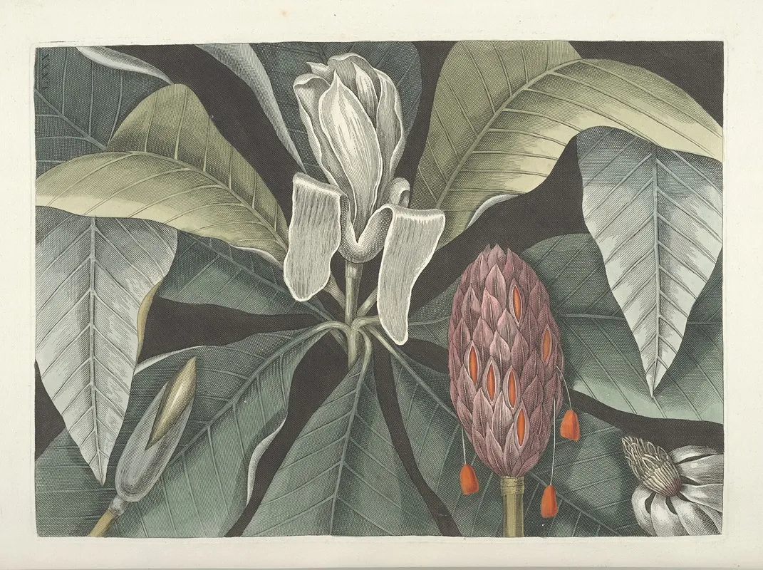 Piscium Serpentum Insectorum Aliorumque Nonnullorum Animalum Nec Non Plantarum Quarundam Imagines Pl 080 Wall Art by Mark Catesby - High-Resolution Digital Print